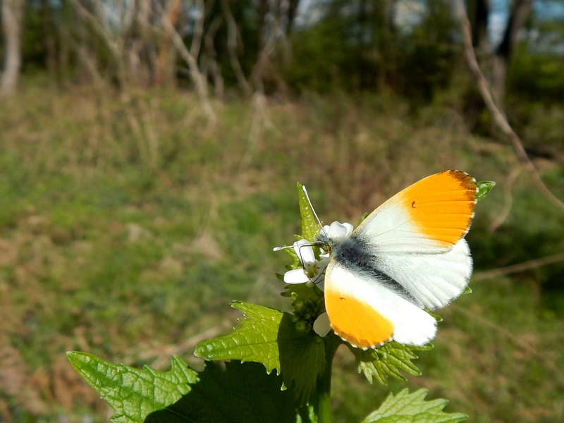 Anthocharis cardamines finalmente...